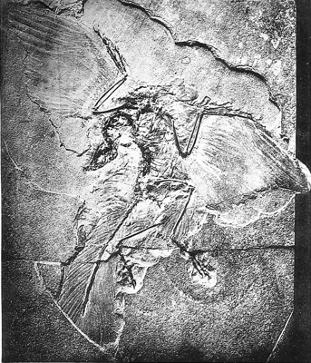 Archaeopteryx fossil